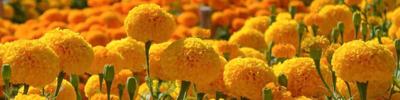 Marigold, Marigolds, Marigold Flower, Tagetes,